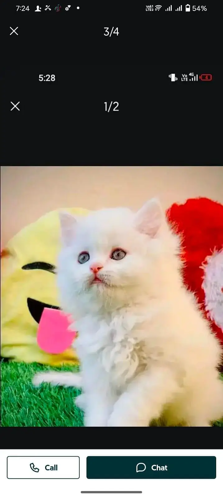Persian cat for sale male or female vaccine clear triple code mein — photo 2