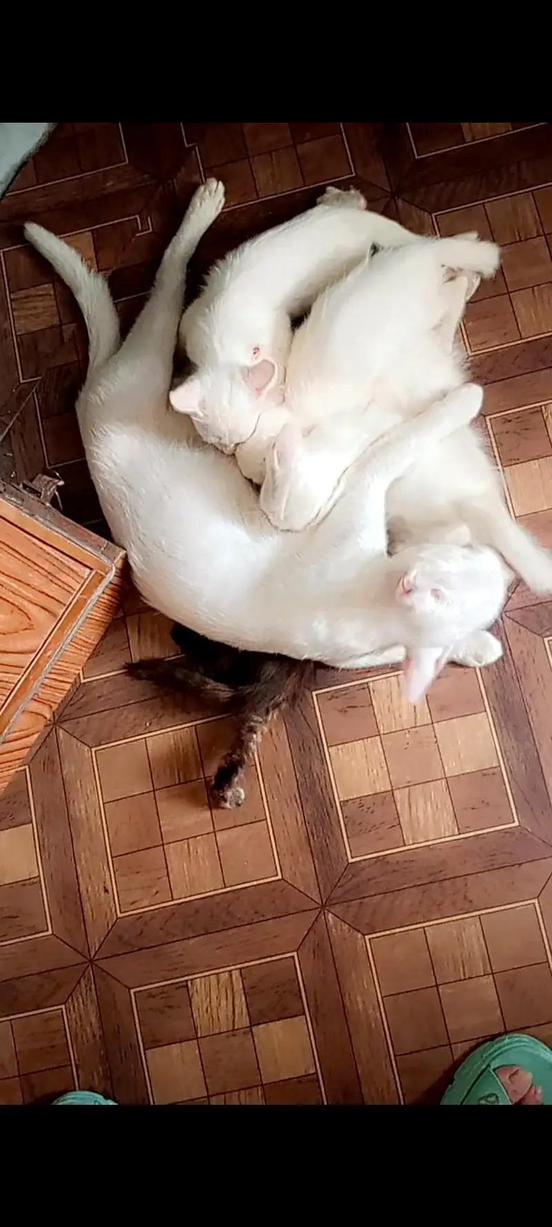 Persian Tripple Coated — photo 3