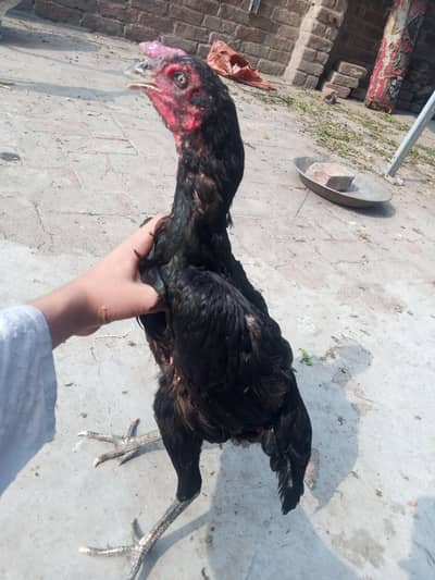 imported Thai female 100% original