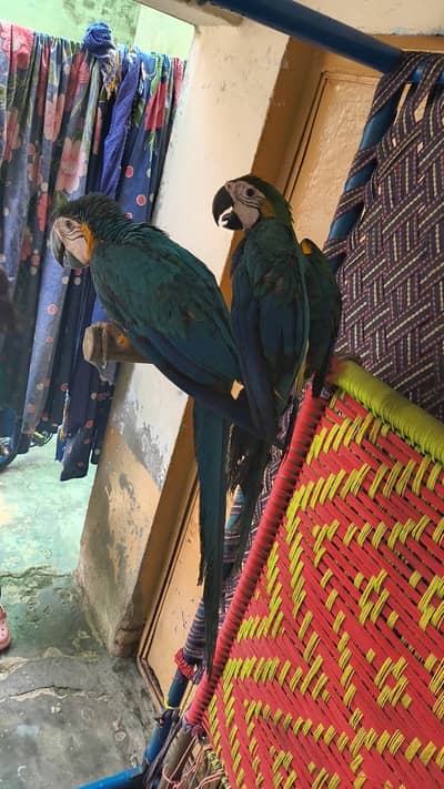 Macaw parrot pair for sale