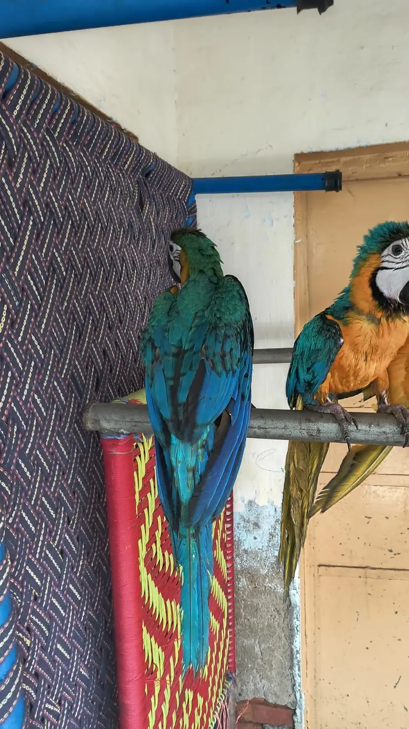 Macaw parrot pair for sale — photo 2
