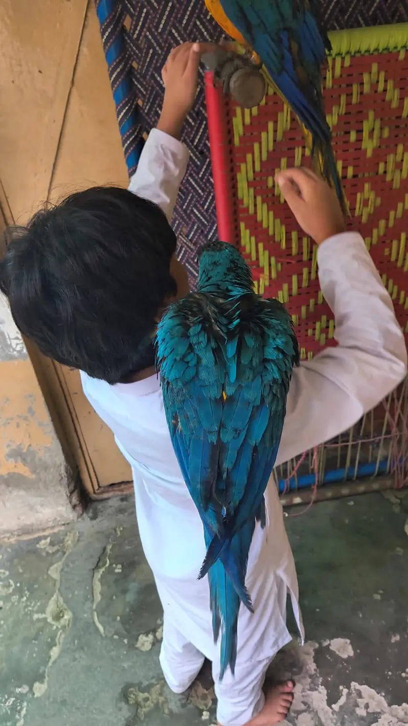 Macaw parrot pair for sale — photo 3