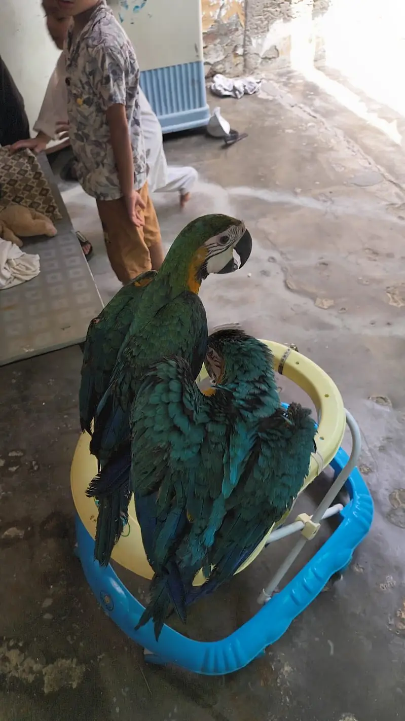 Macaw parrot pair for sale — photo 4