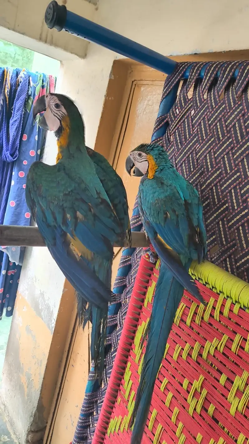 Macaw parrot pair for sale — photo 5