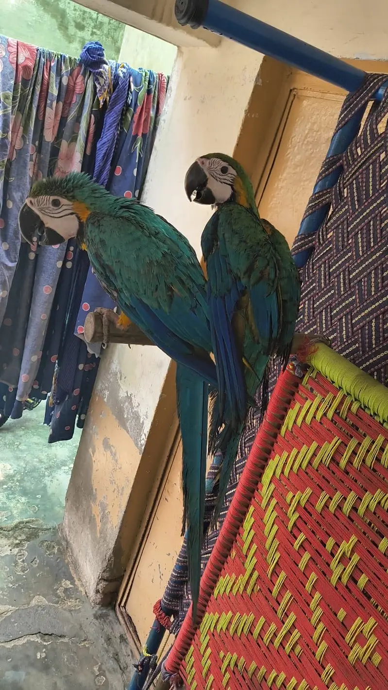 Macaw parrot pair for sale — photo 6