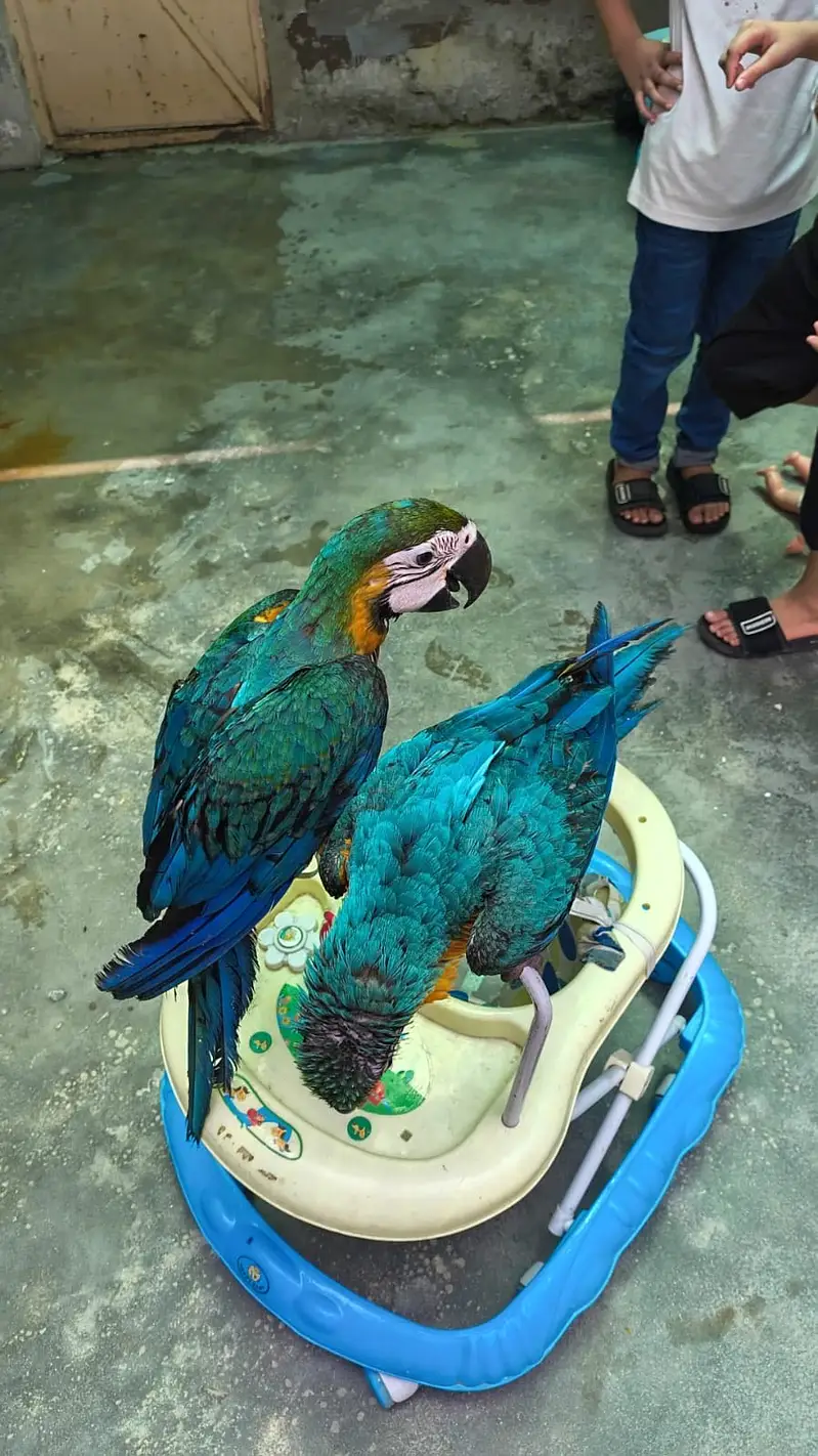 Macaw parrot pair for sale — photo 7