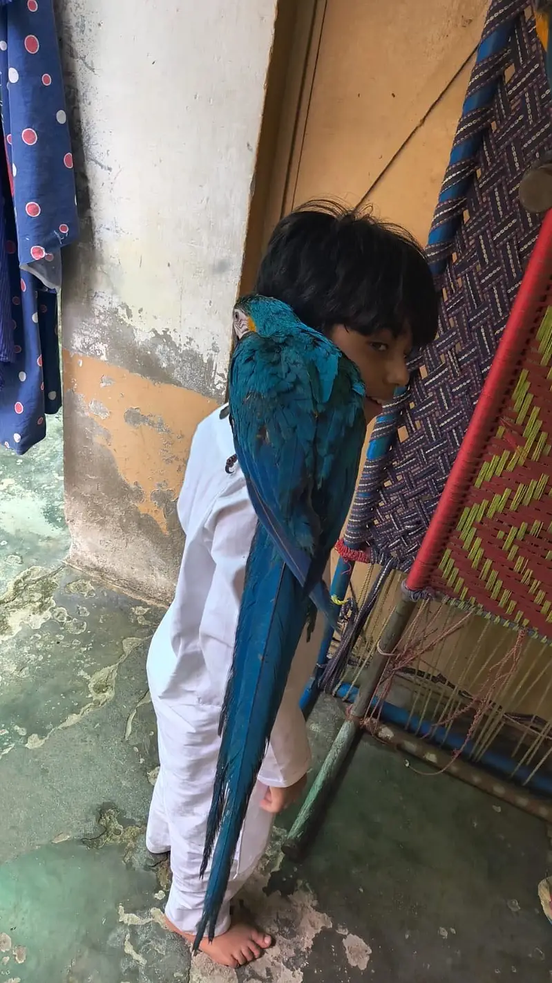 Macaw parrot pair for sale — photo 8