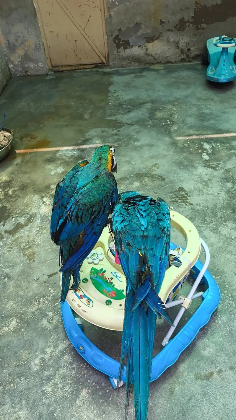 Macaw parrot pair for sale — photo 9
