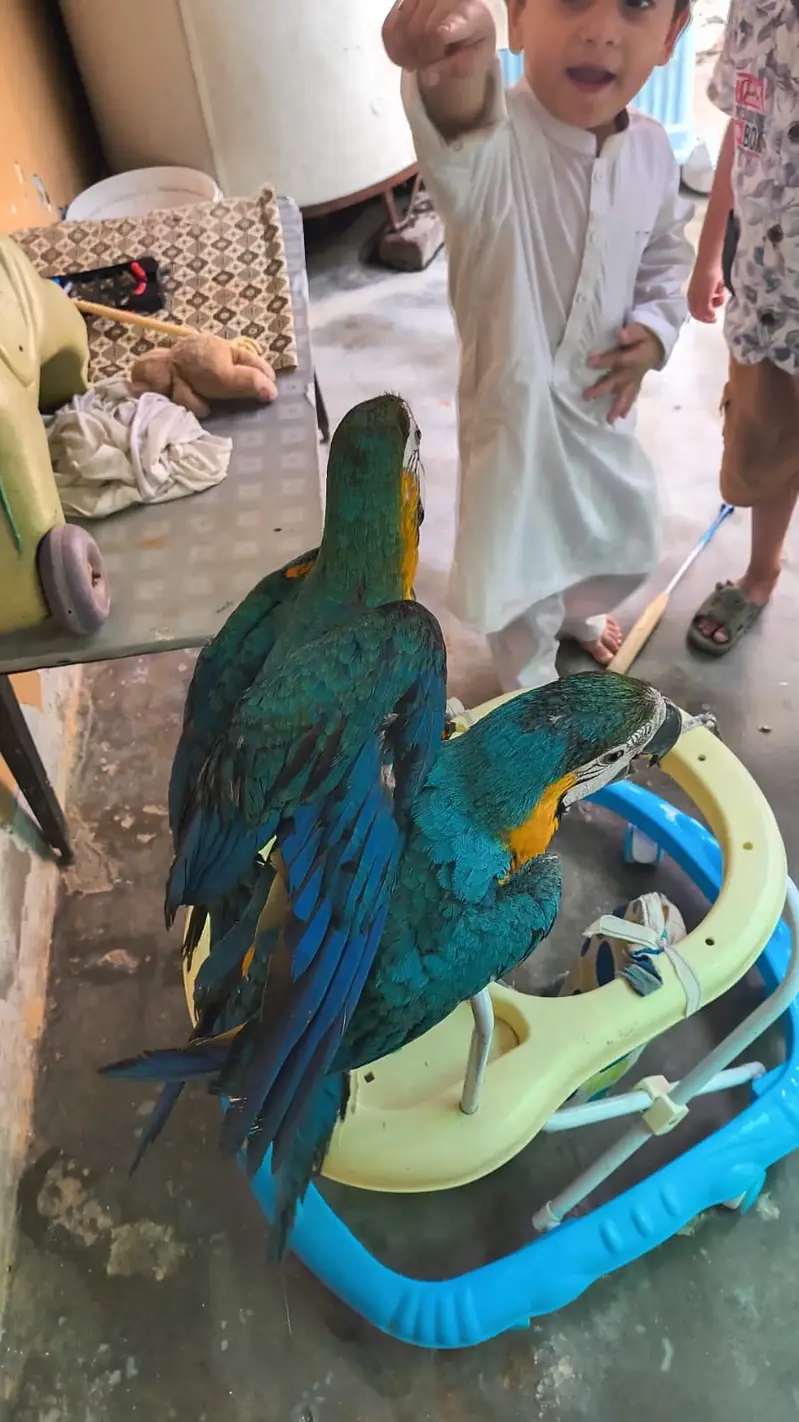 Macaw parrot pair for sale — photo 10