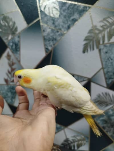 cocktail chick