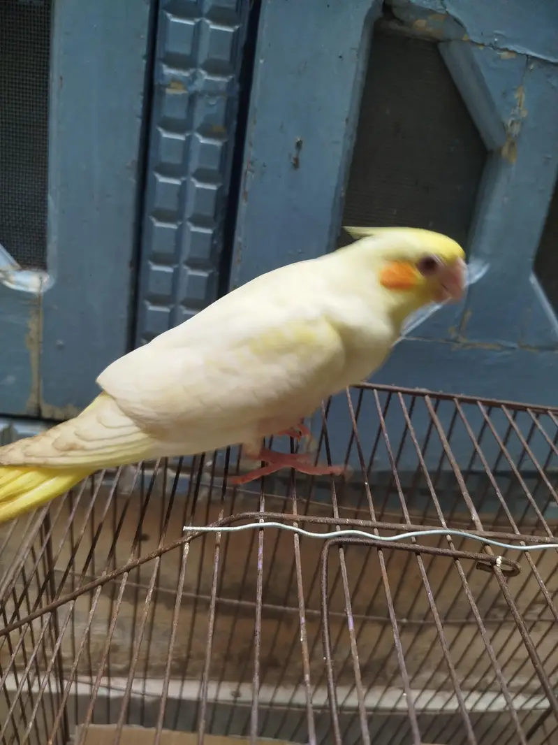 cocktail chick — photo 3