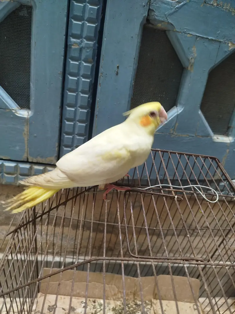 cocktail chick — photo 4
