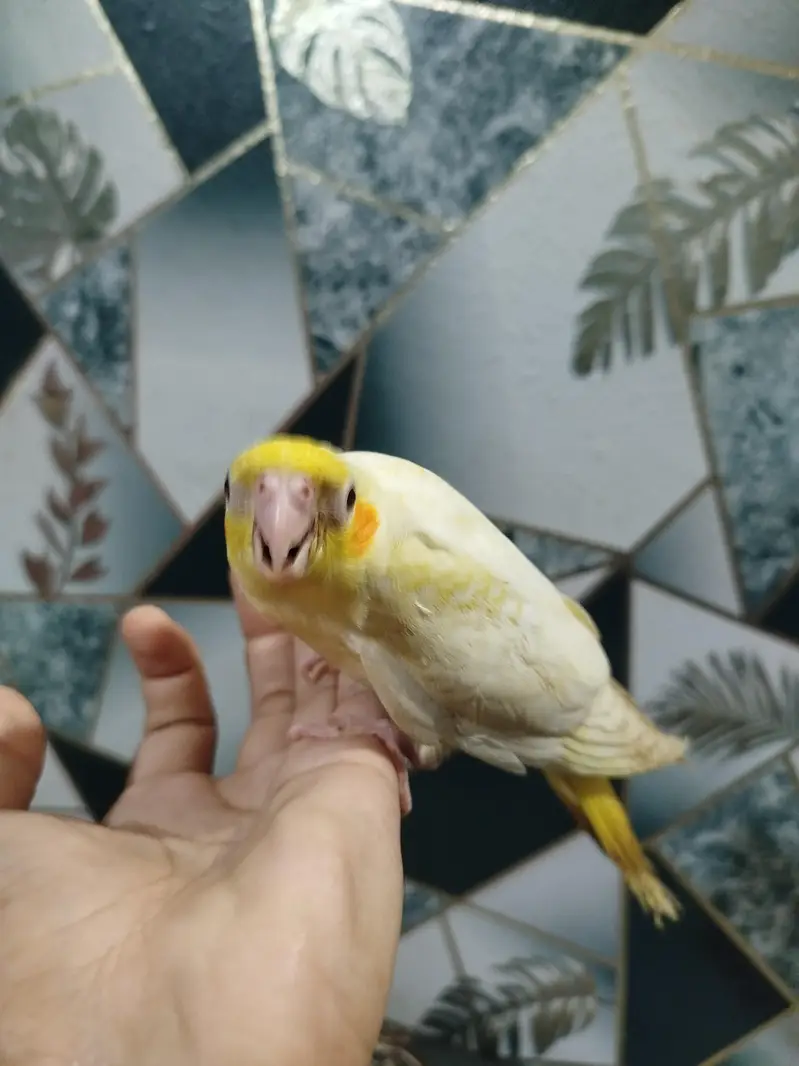 cocktail chick — photo 6