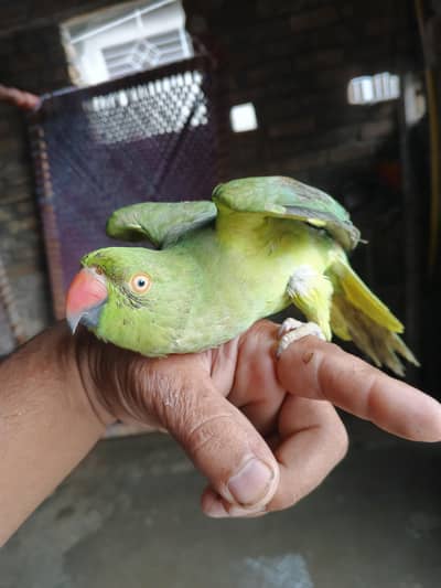 green parrot