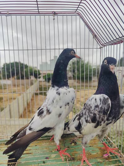Teddy rangeen bagla x royal 03151275953