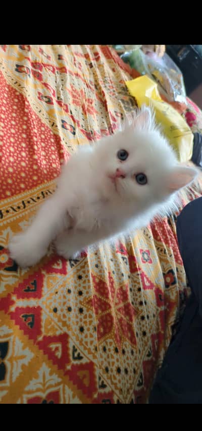 Persian kitten 45 days fully healthy & active pair