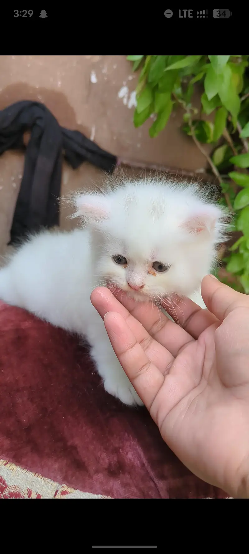 Persian kitten 45 days fully healthy & active pair — photo 2