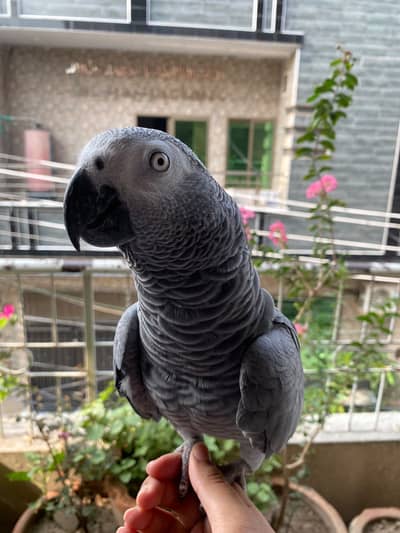 African Grey Hand Taimed