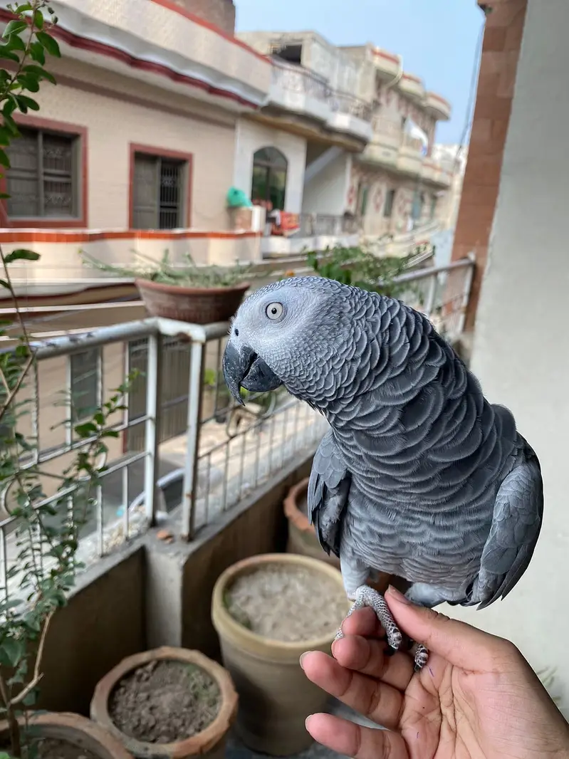 African Grey Hand Taimed — photo 2