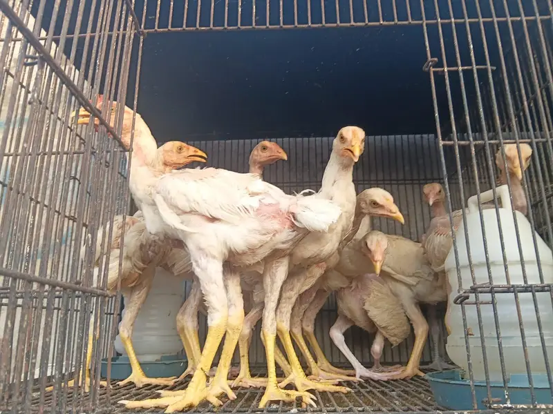 Long Height Aseel Chick herra — photo 2