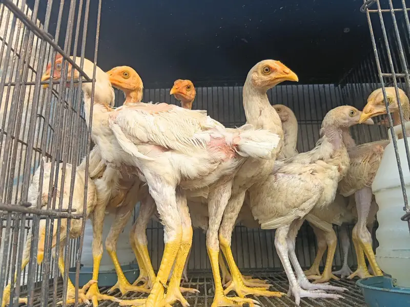 Long Height Aseel Chick herra — photo 3