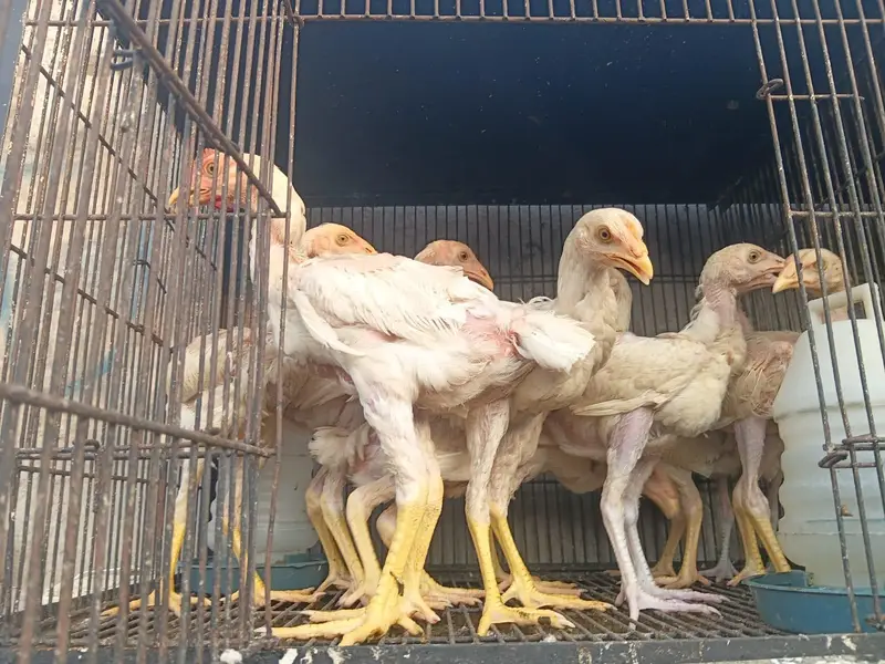 Long Height Aseel Chick herra — photo 4