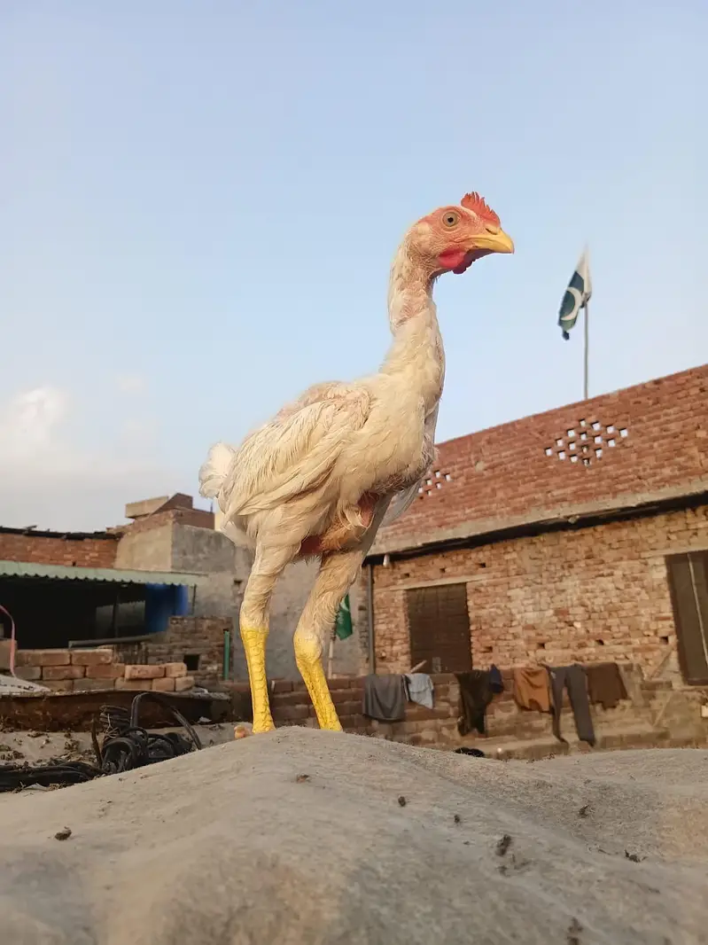 Long Height Aseel Chick herra — photo 5