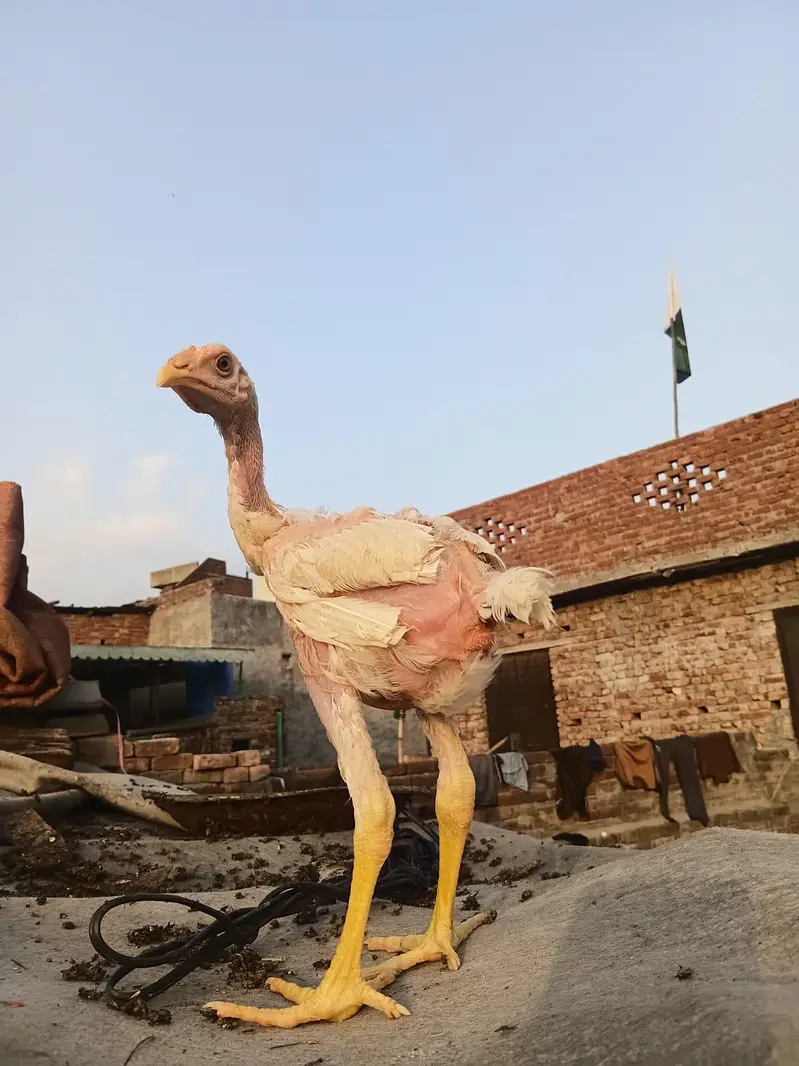 Long Height Aseel Chick herra — photo 6