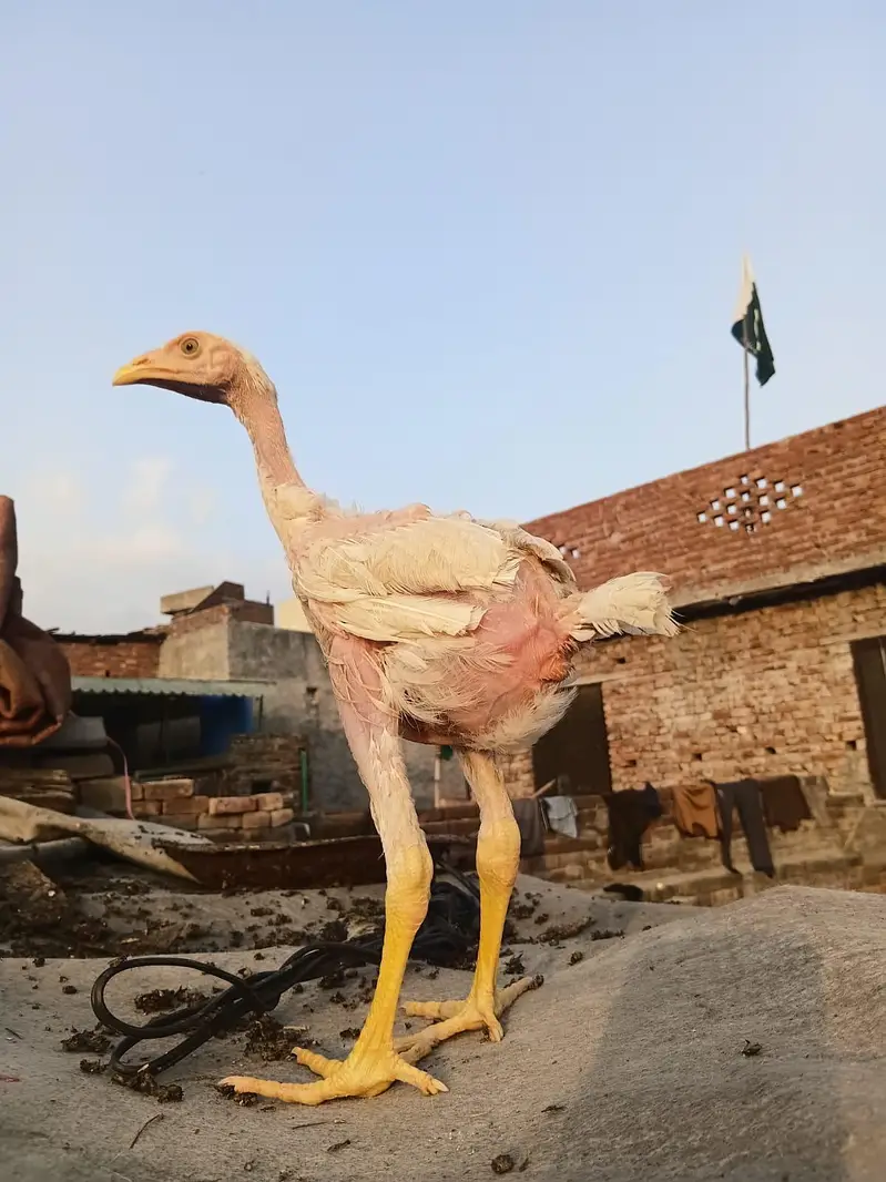 Long Height Aseel Chick herra — photo 7