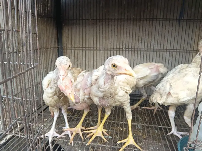 Long Height Aseel Chick herra — photo 8