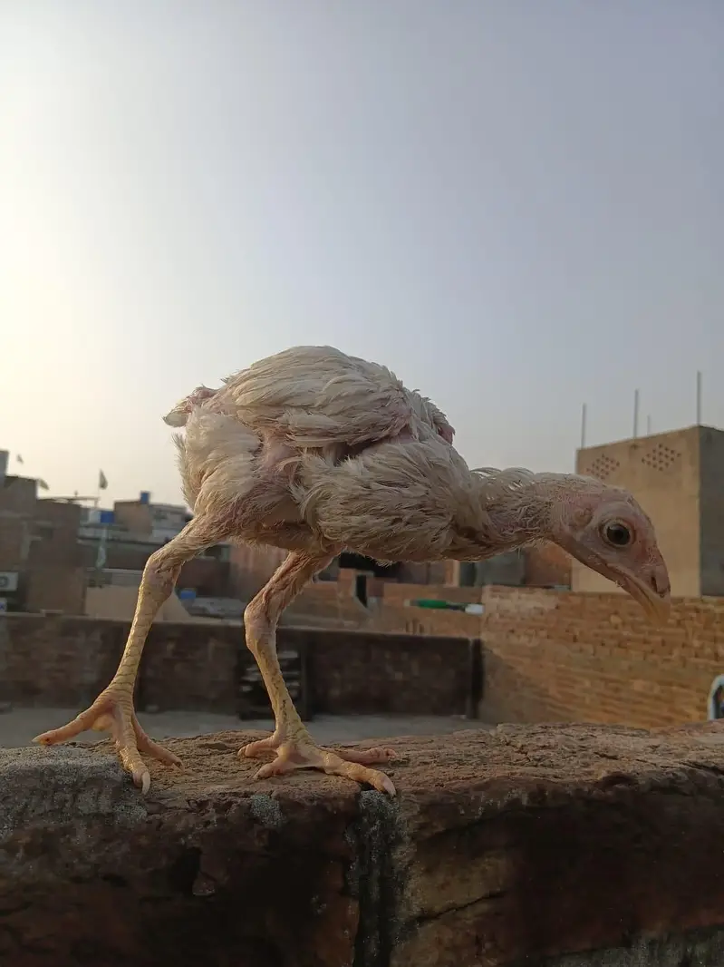 Long Height Aseel Chick herra — photo 9