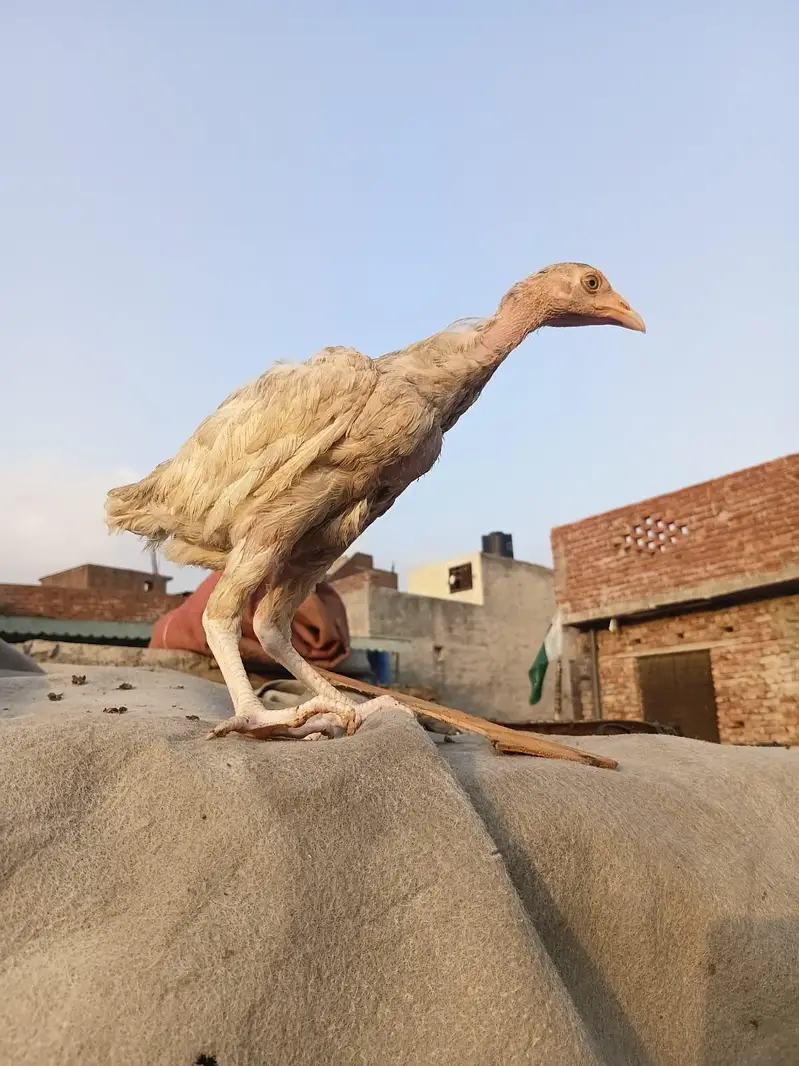 Long Height Aseel Chick herra — photo 10