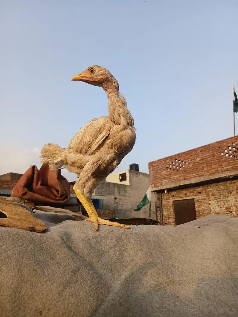 Long Height Aseel Chick herra — photo 11