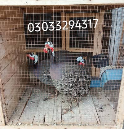 chakor gunia fowl teetre / High quality birds available