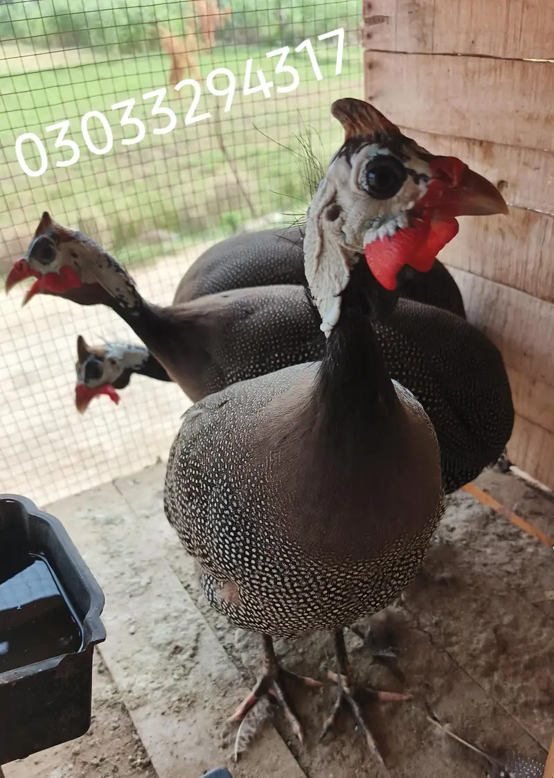 chakor gunia fowl teetre / High quality birds available — photo 2