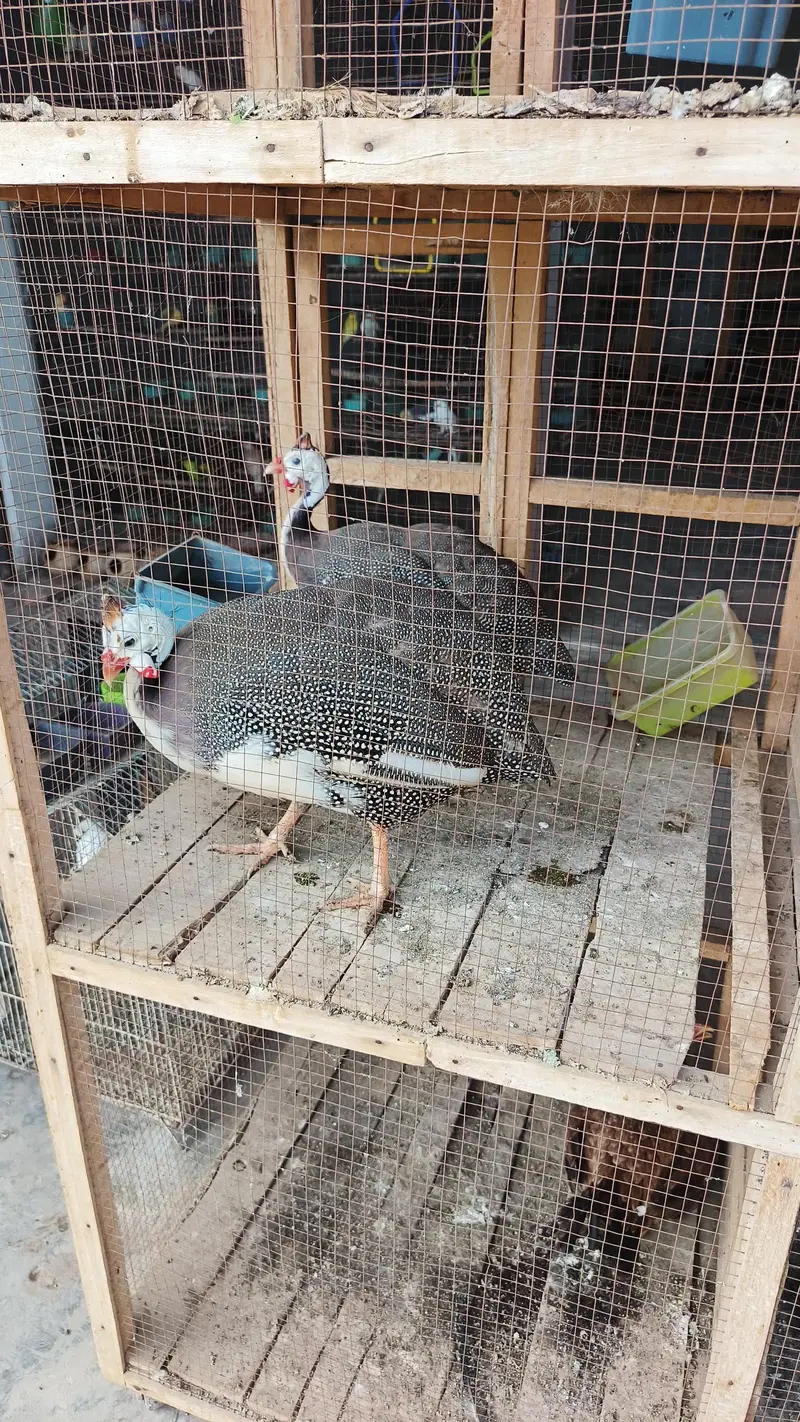 chakor gunia fowl teetre / High quality birds available — photo 3