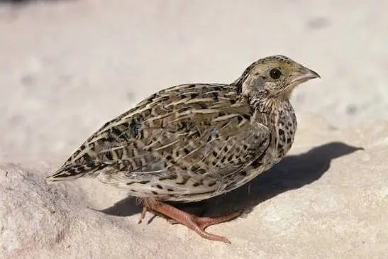 bird for sale — photo 2