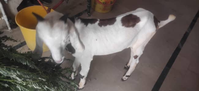 bakra for sell