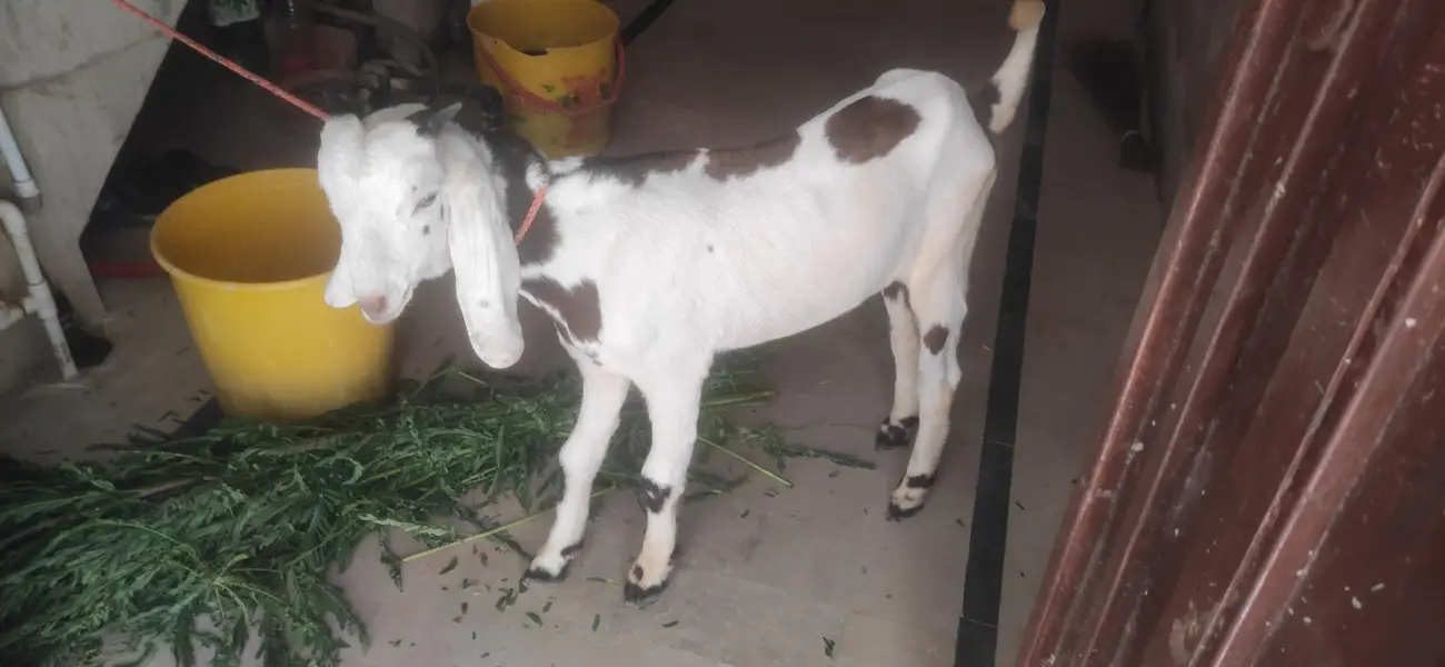 bakra for sell — photo 2