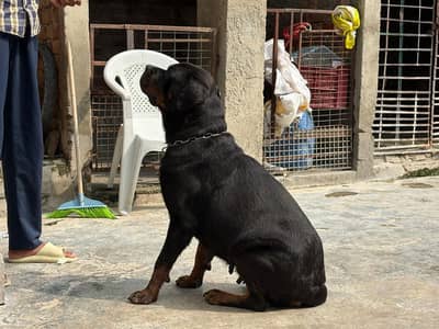 quality rottweiler female looking for loving home