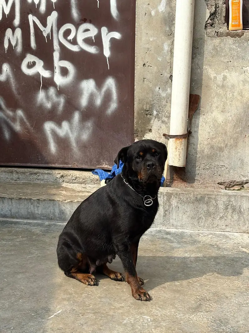 quality rottweiler female looking for loving home — photo 2