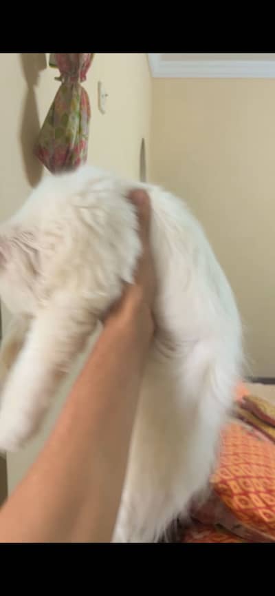 2 cat available for sell persian tripal coad