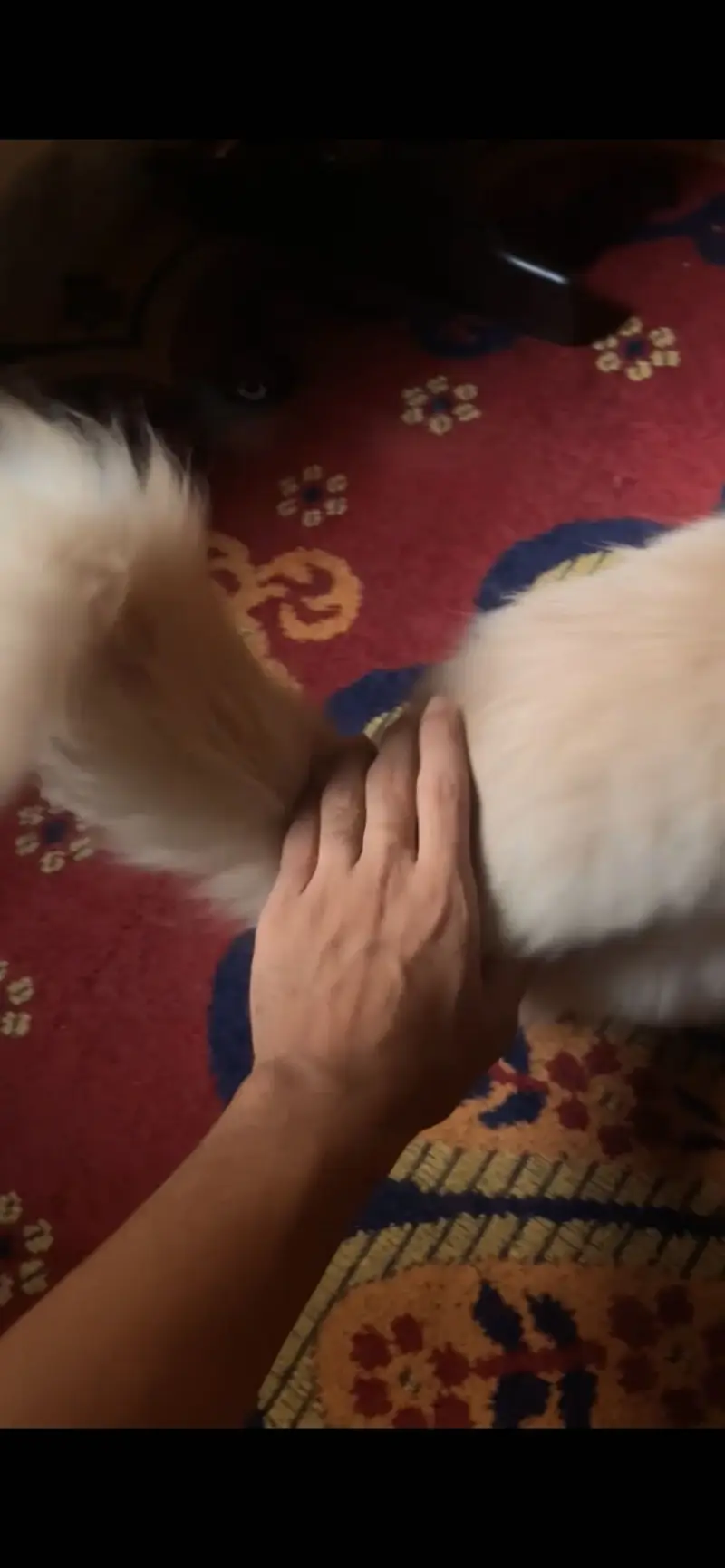 2 cat available for sell persian tripal coad — photo 2