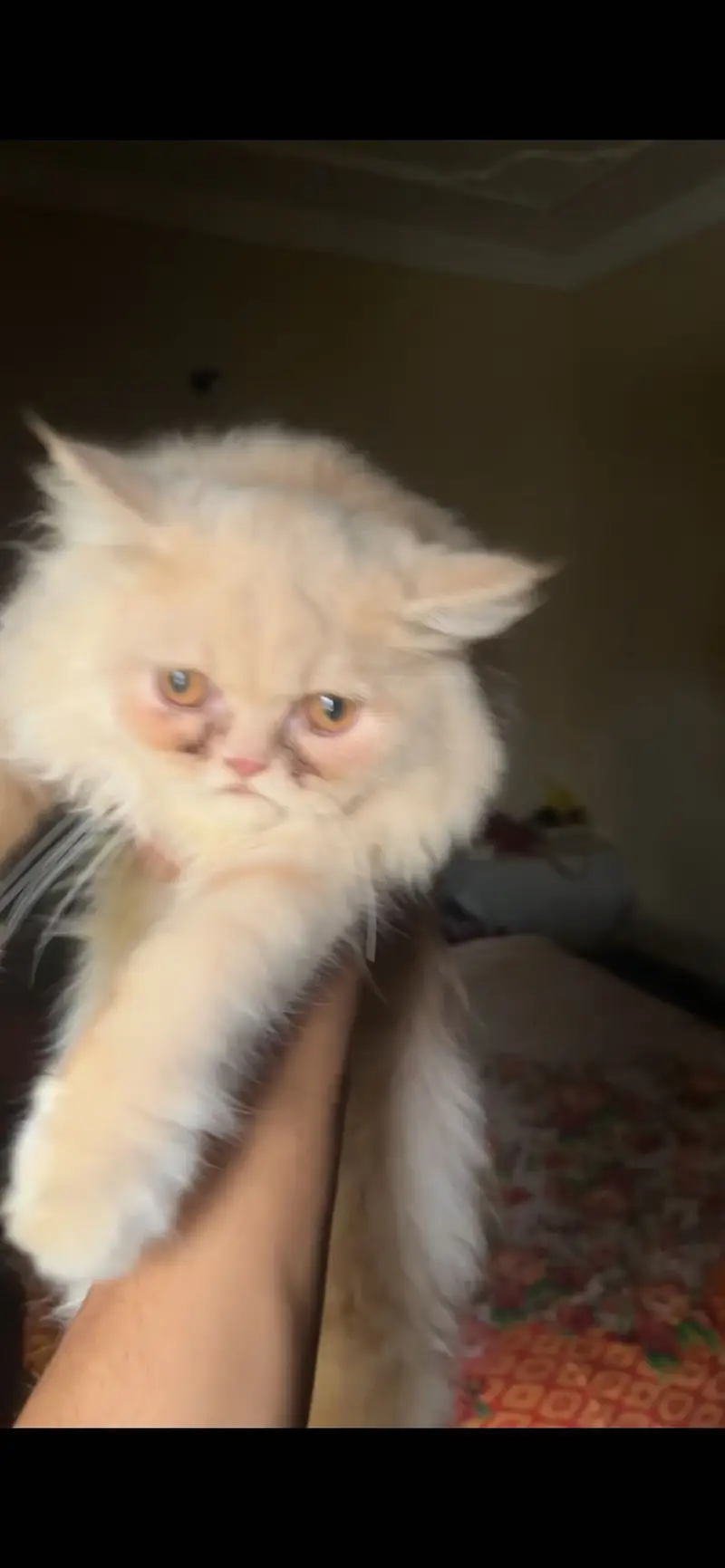2 cat available for sell persian tripal coad — photo 3