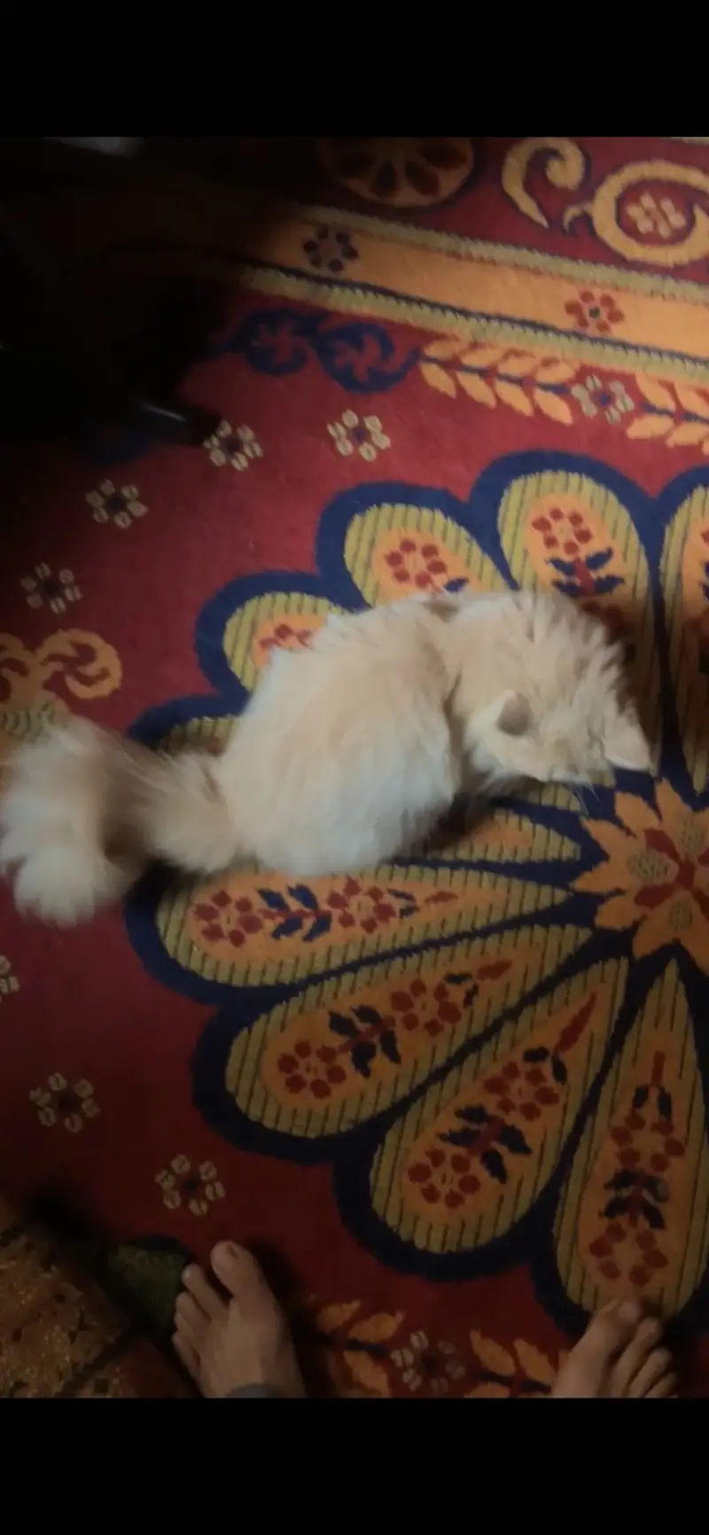 2 cat available for sell persian tripal coad — photo 4