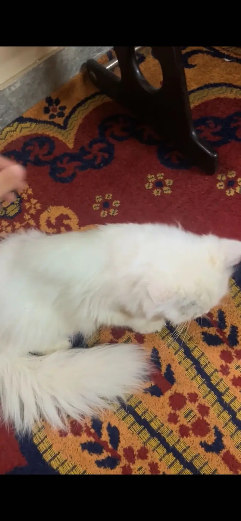 2 cat available for sell persian tripal coad — photo 5