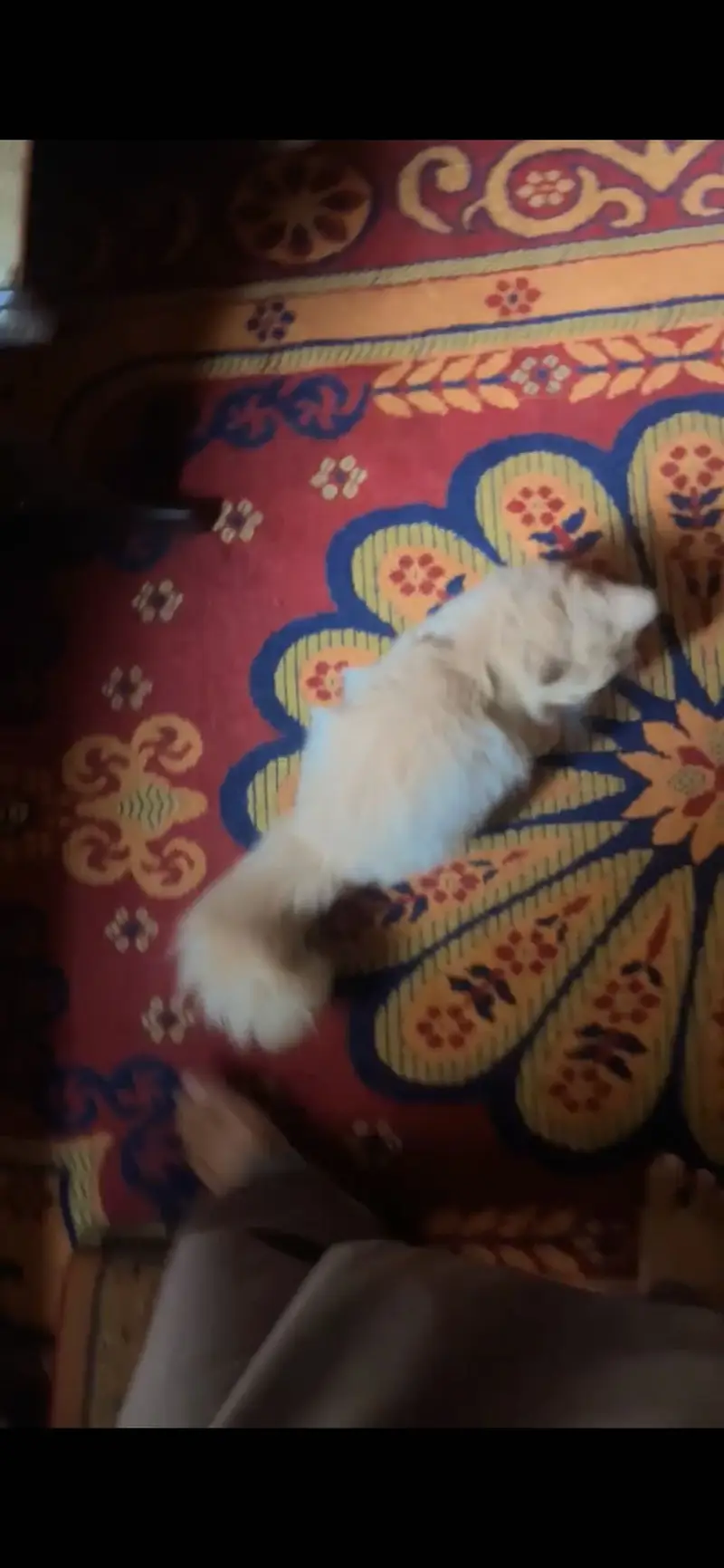 2 cat available for sell persian tripal coad — photo 6