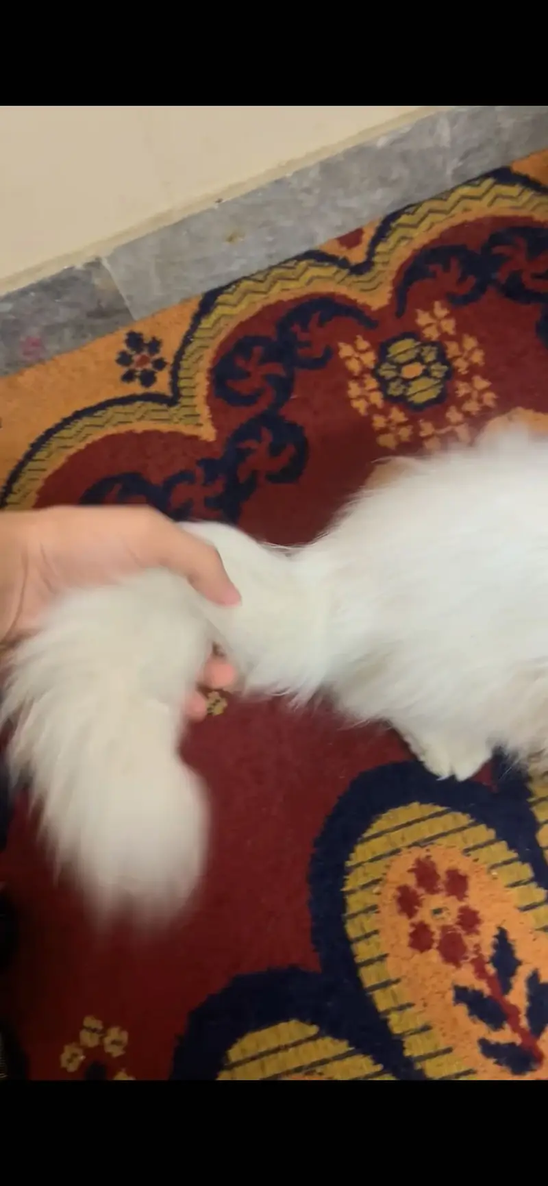 2 cat available for sell persian tripal coad — photo 7