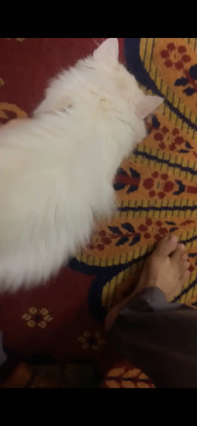 2 cat available for sell persian tripal coad — photo 8