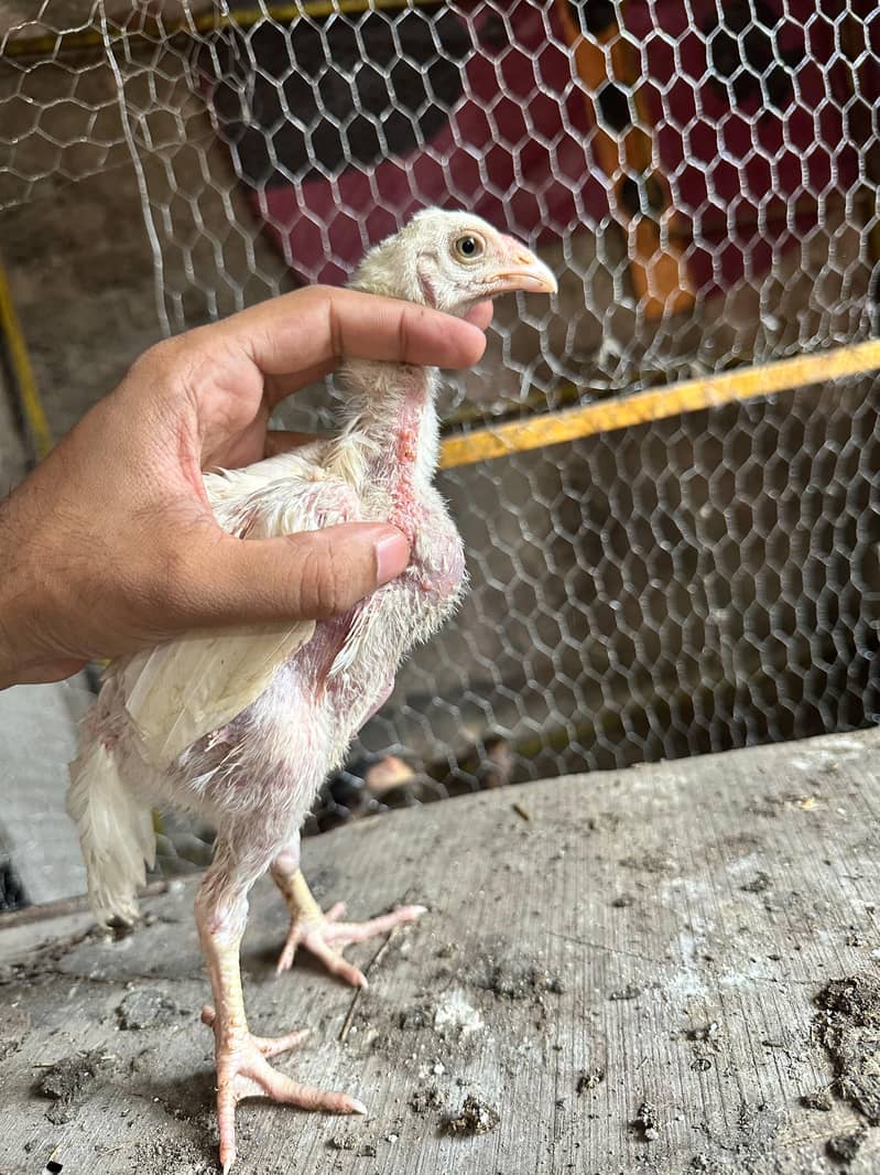 Aseel chicks 1